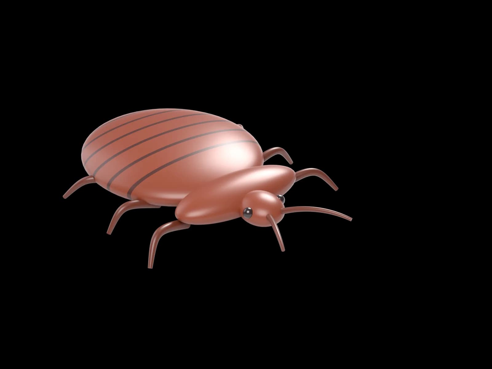 Štěnice domácí, ilustrační 3D model
